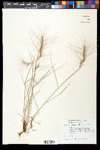 Elymus elymoides subsp. elymoides image