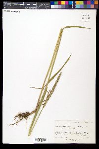 Elymus elymoides subsp. elymoides image