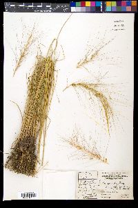 Elymus elymoides subsp. elymoides image