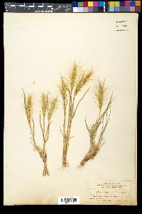 Elymus elymoides subsp. elymoides image