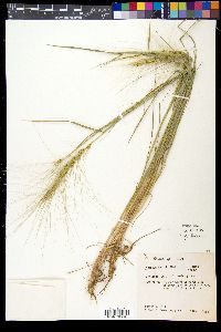 Elymus elymoides subsp. elymoides image