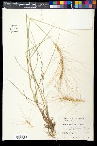 Elymus elymoides subsp. brevifolius image