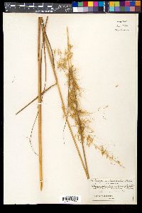 Sorghastrum secundum image