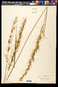 Sorghastrum secundum image