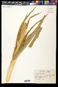 Sorghum bicolor image