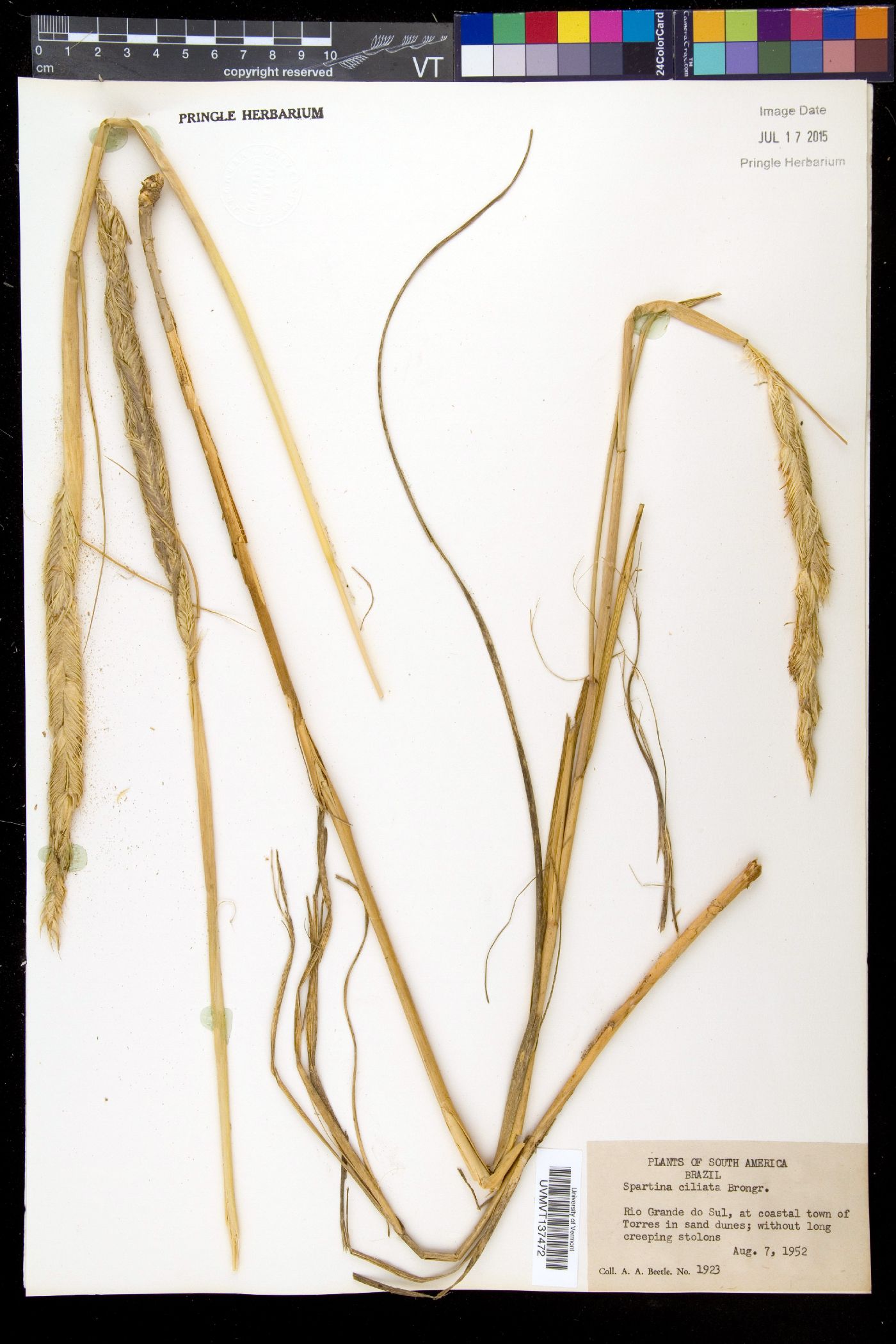 Spartina ciliata image