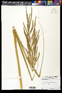 Spartina cynosuroides image