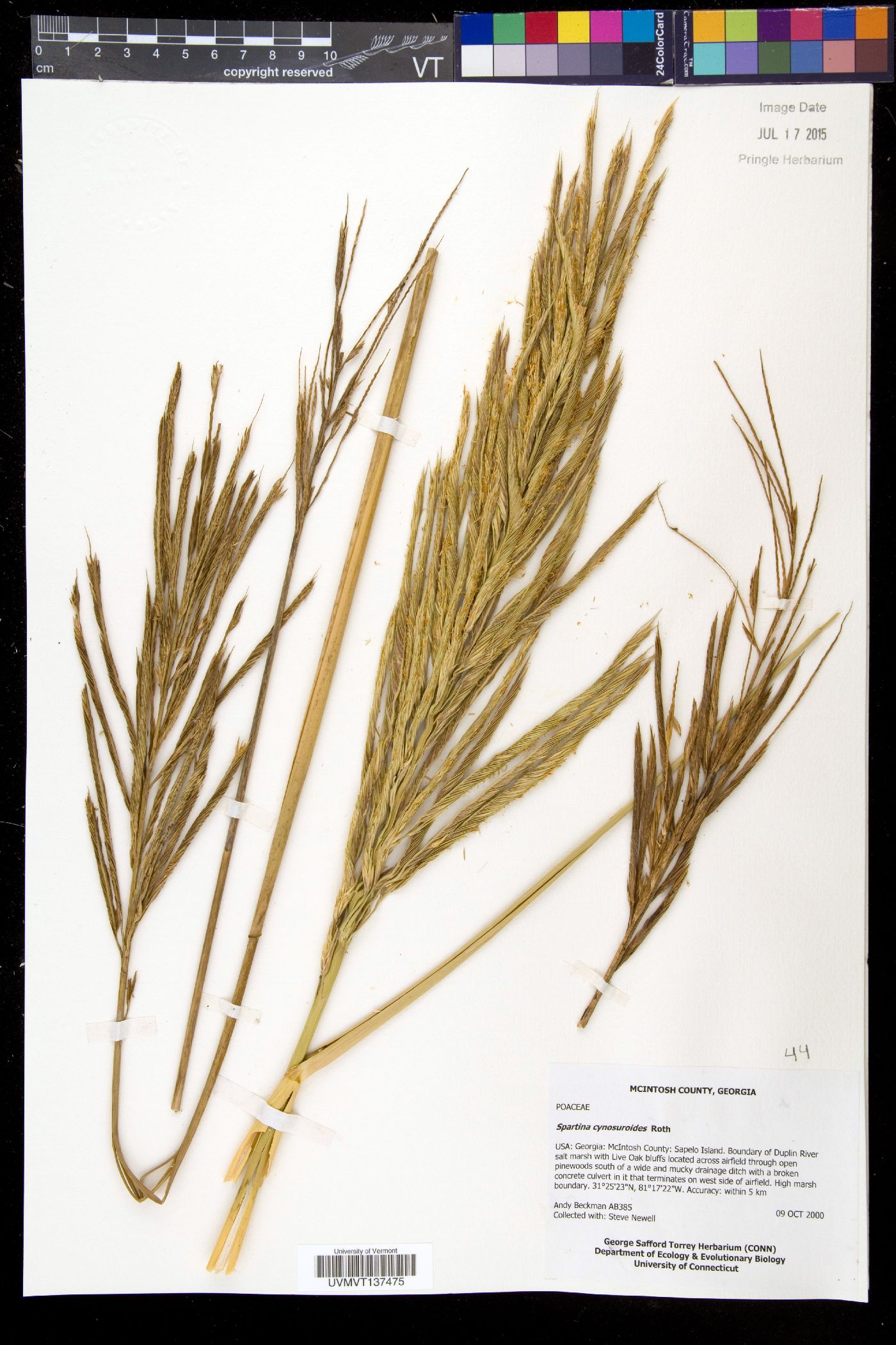 Spartina cynosuroides image