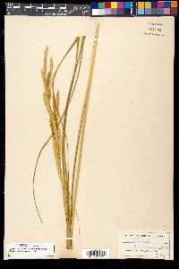 Spartina cynosuroides image