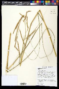 Spartina pectinata image