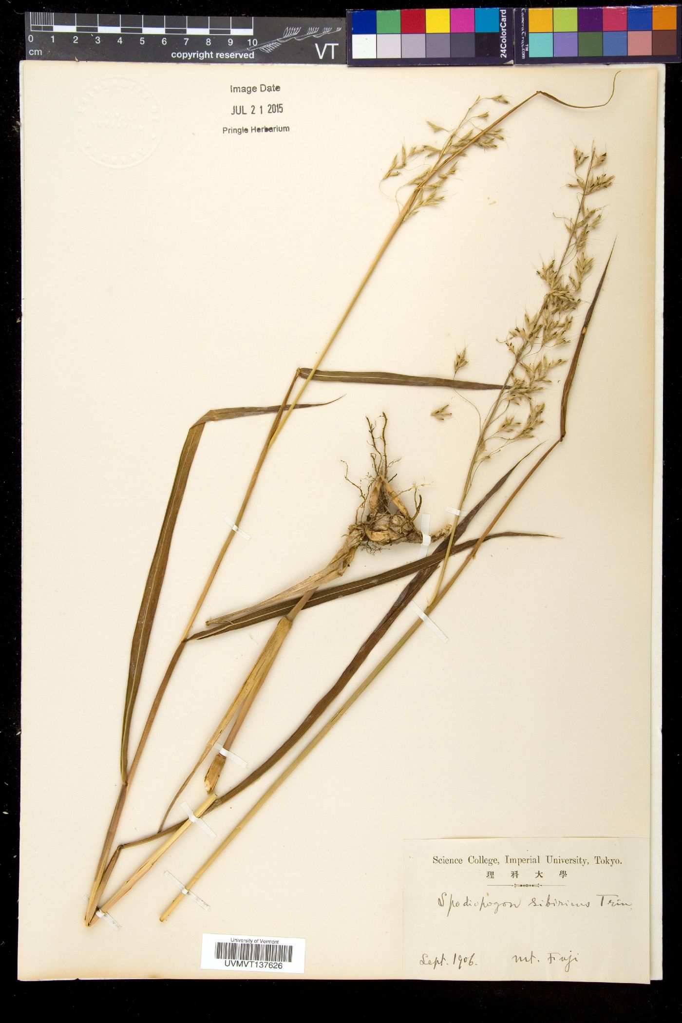 Spodiopogon sibiricus image