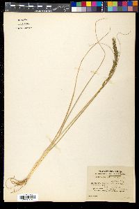 Sporobolus elongatus image