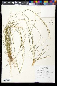 Stipa avenacea image