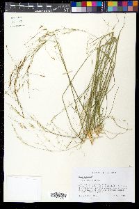 Stipa avenacea image