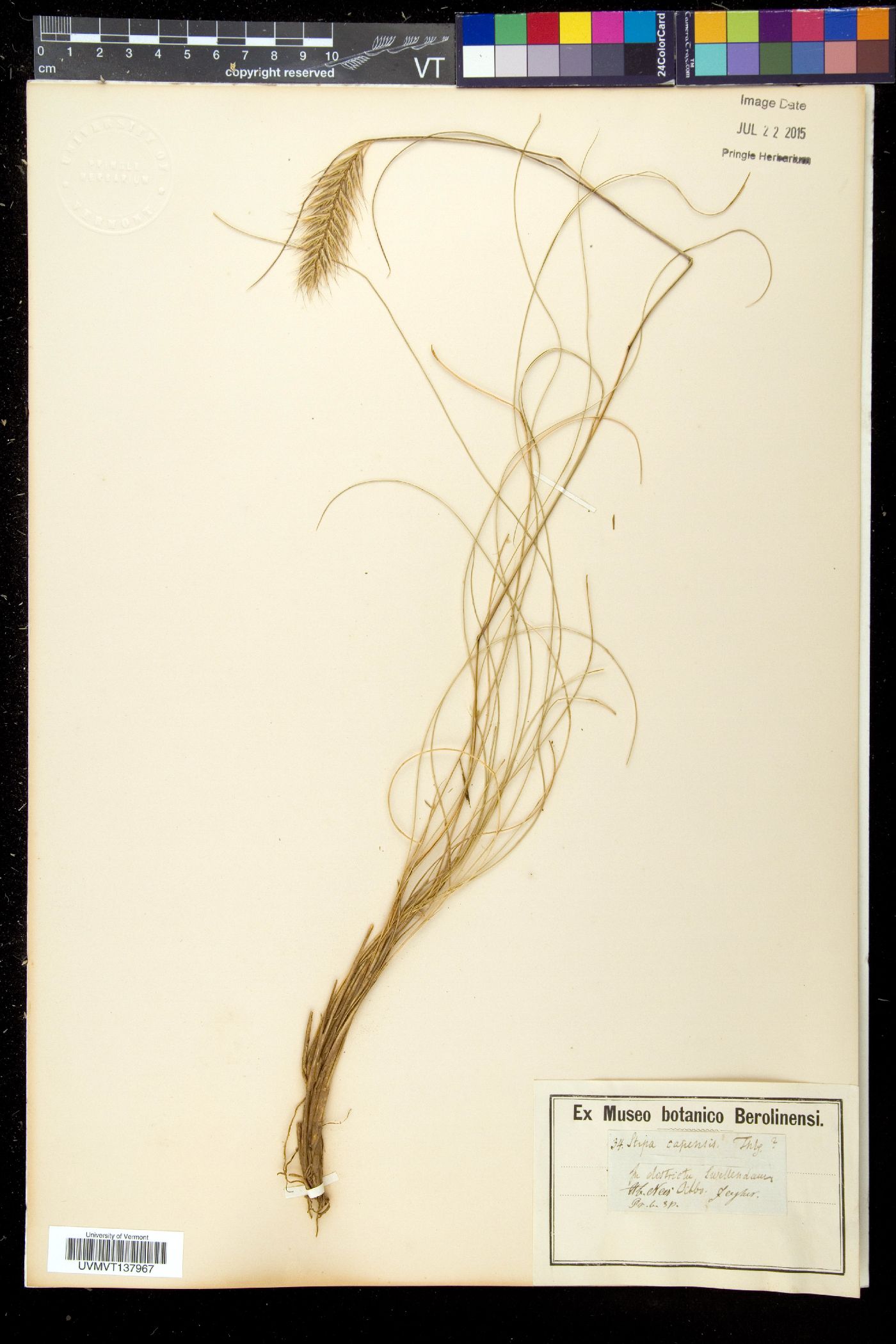 Stipellula capensis image