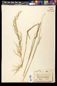 Austrostipa verticillata image