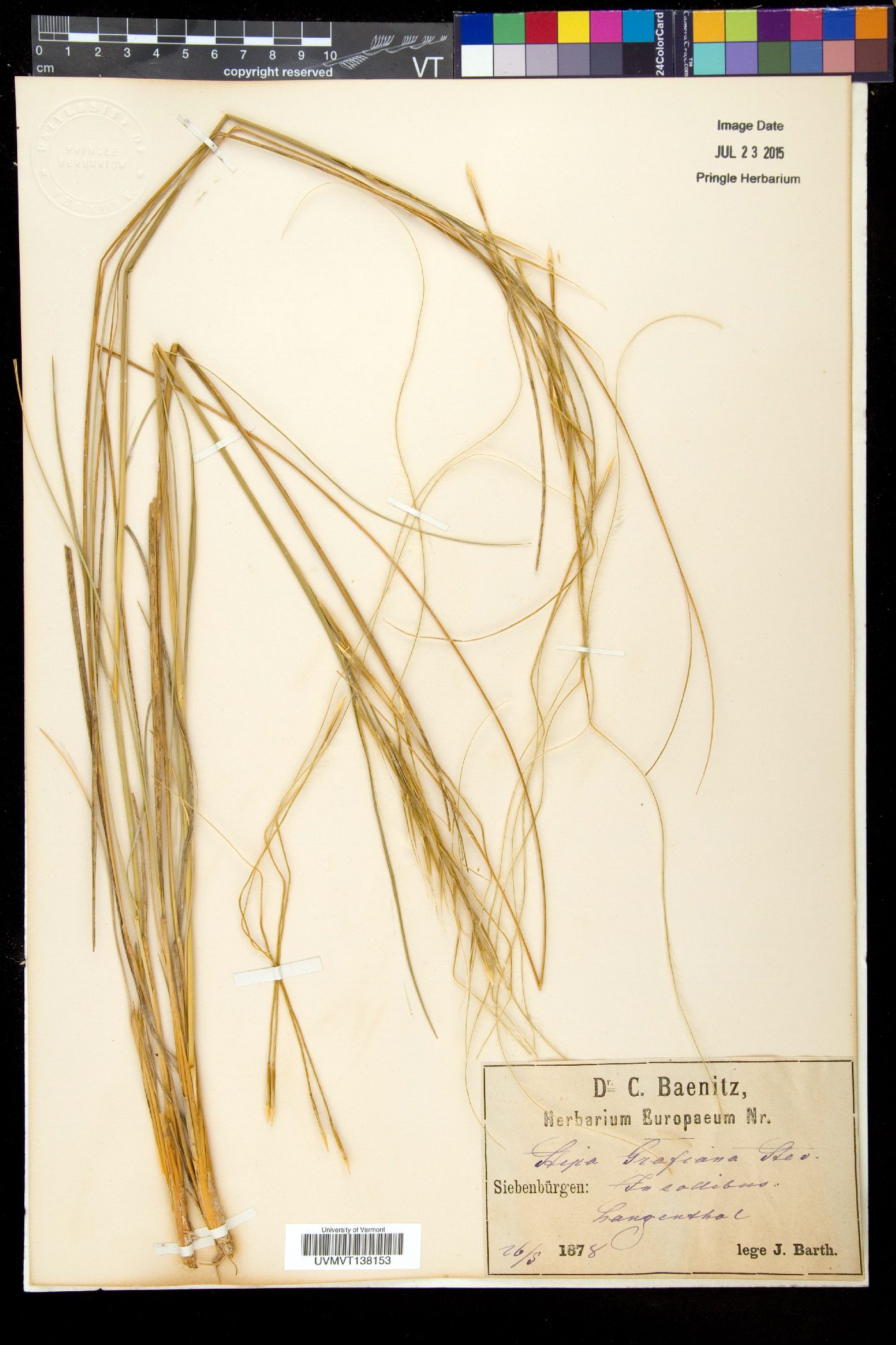 Stipa pulcherrima image