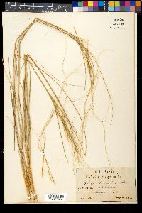 Stipa pulcherrima image