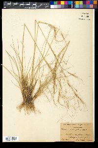 Stipa parviflora image