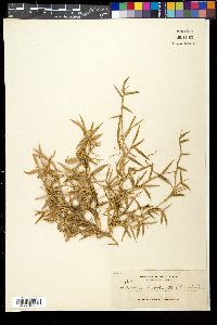 Thuarea involuta image