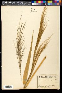 Thysanolaena latifolia image