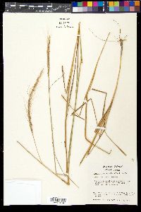 Trachypogon spicatus image