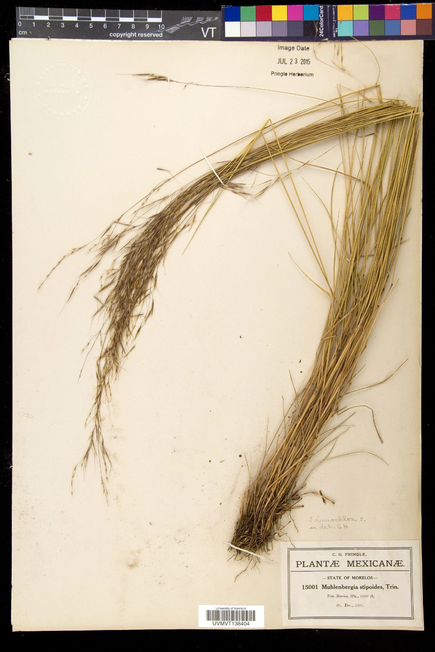 Triniochloa image