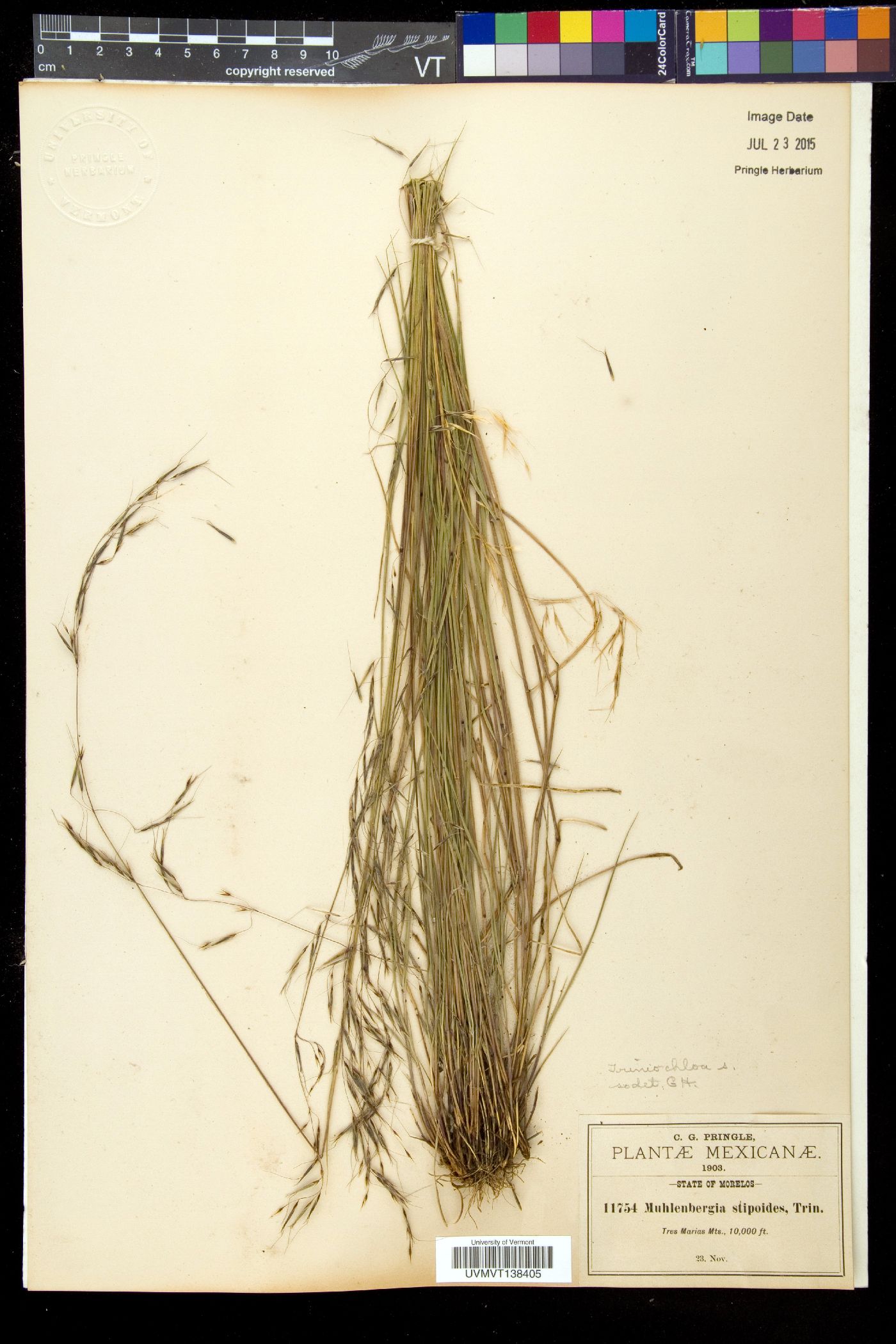 Triniochloa image