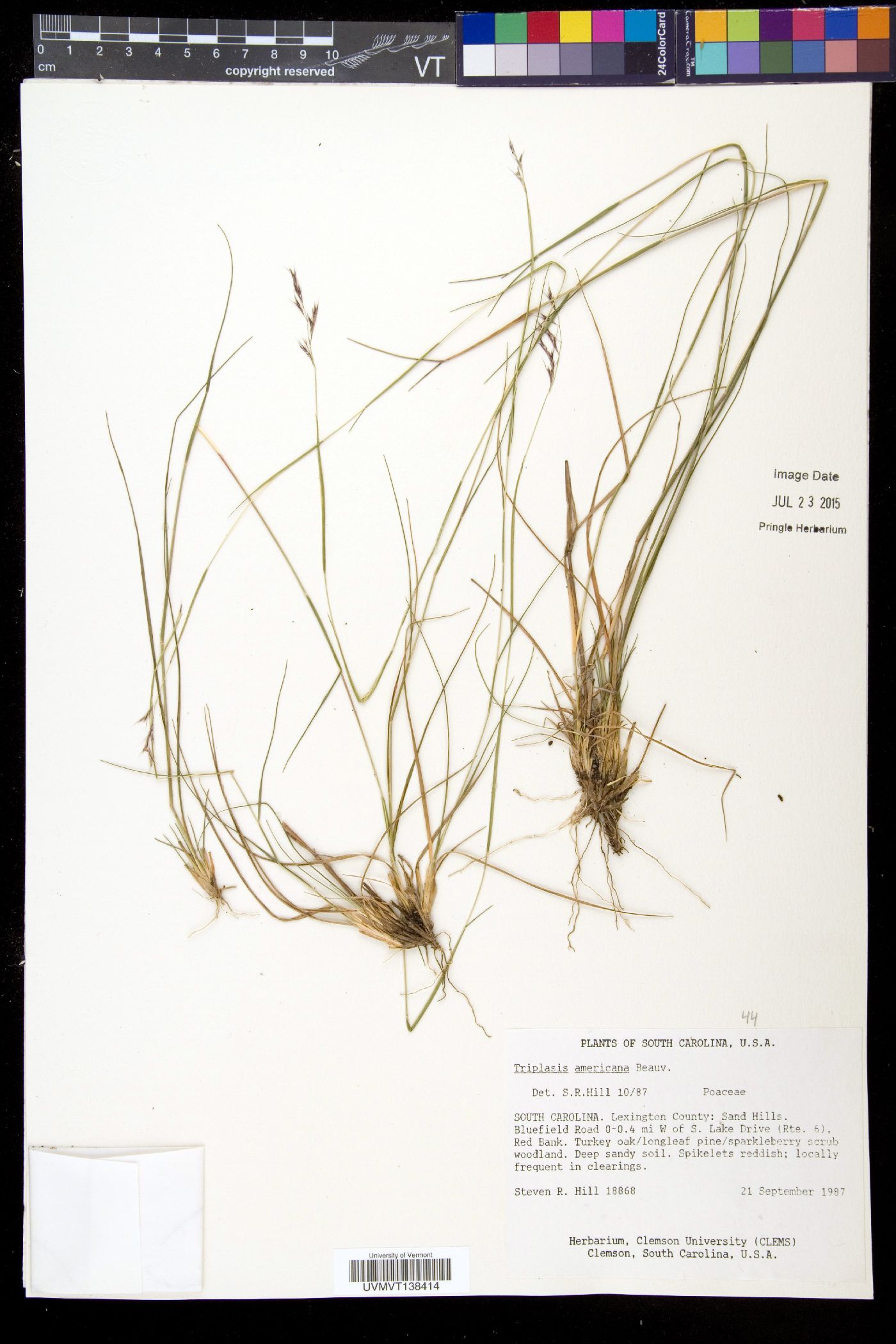 Triplasis americana image