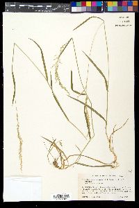 Trisetum pensylvanicum image