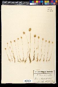 Trisetaria ovata image