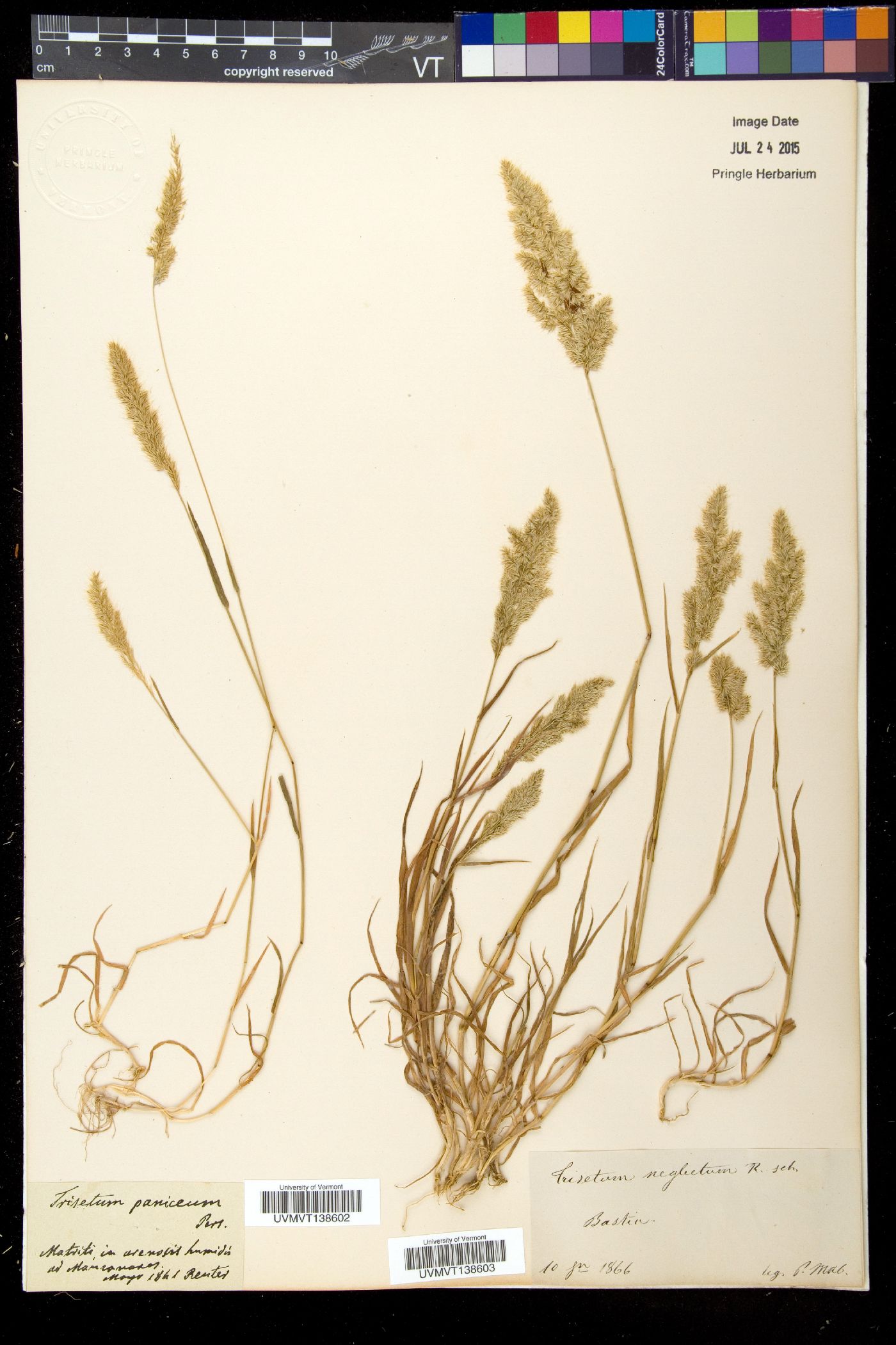 Trisetum neglectum image