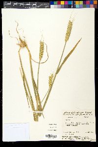 Triticum aestivum image