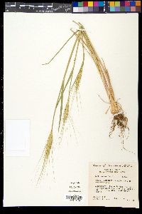 Triticum aestivum image