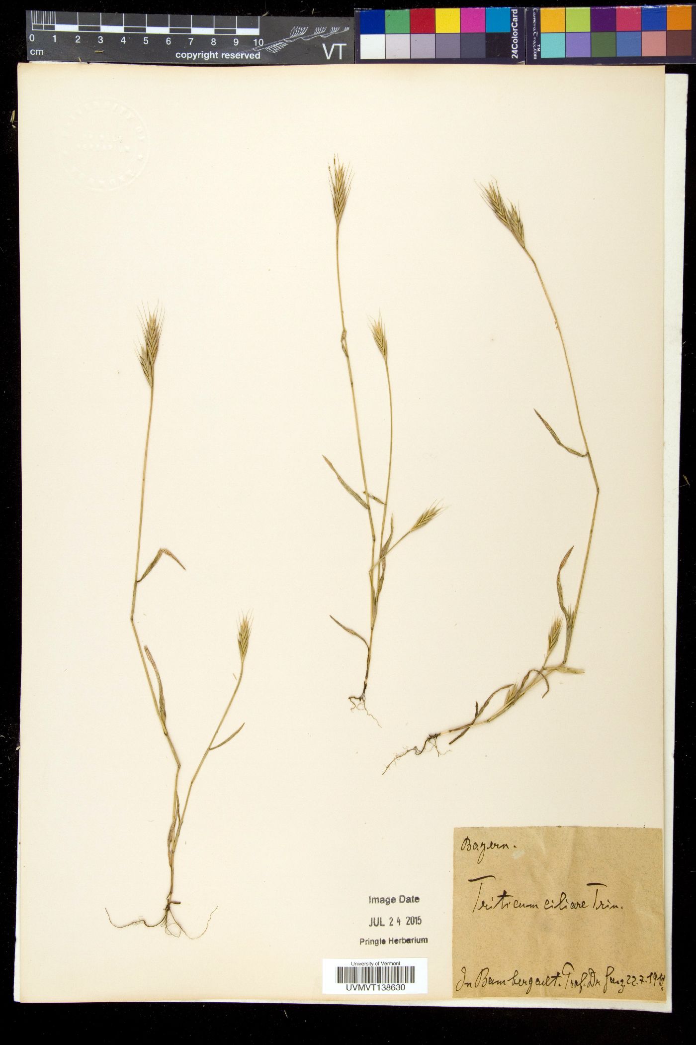 Elymus ciliaris image