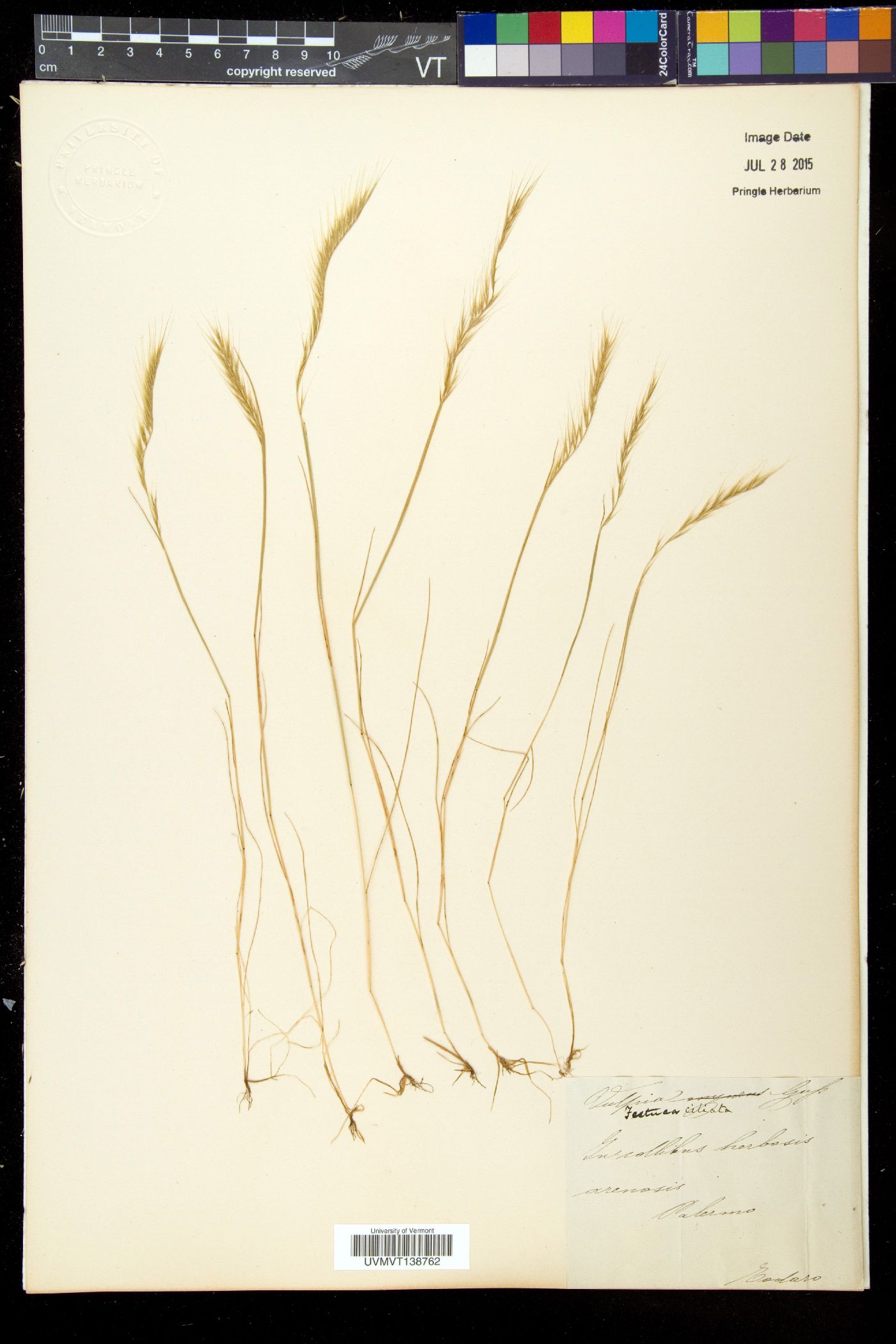 Vulpia ciliata image