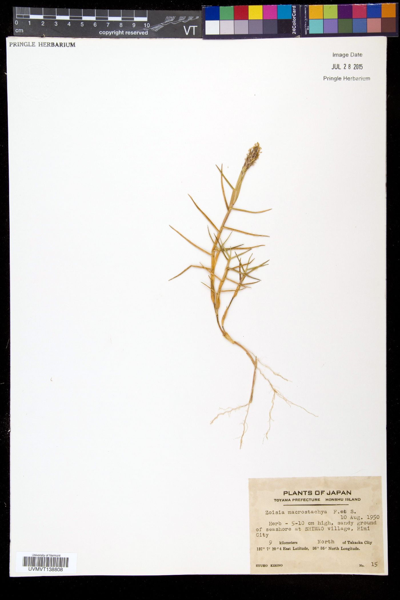 Zoysia macrostachya image