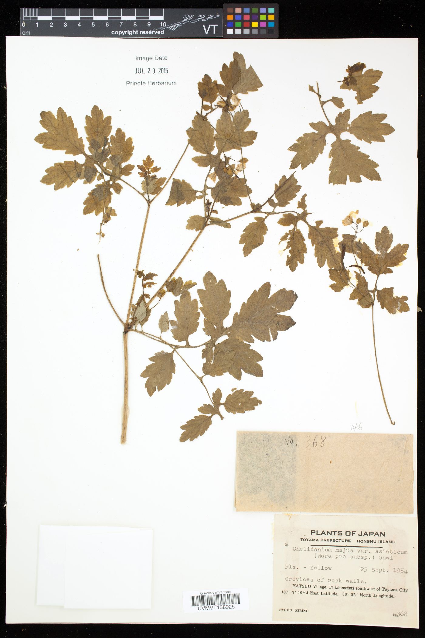 Chelidonium asiaticum image