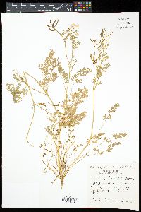 Corydalis aurea image