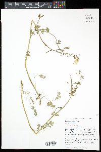 Corydalis aurea image