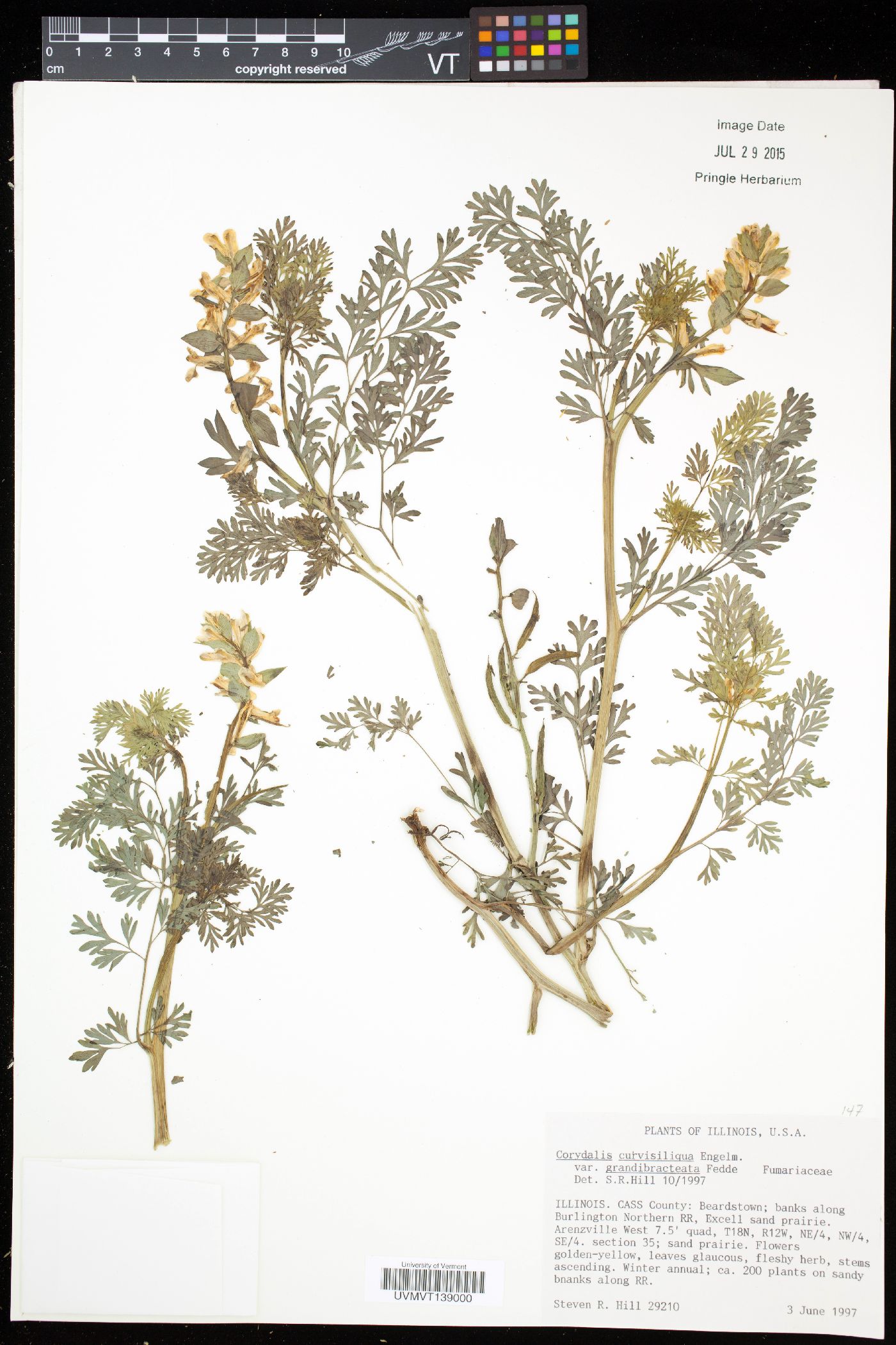 Corydalis curvisiliqua image