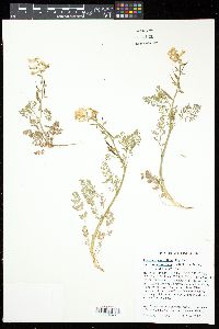 Corydalis curvisiliqua subsp. grandibracteata image