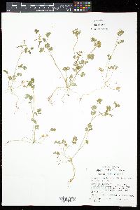 Corydalis flavula image