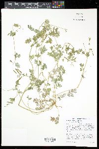 Corydalis flavula image