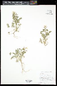 Corydalis flavula image