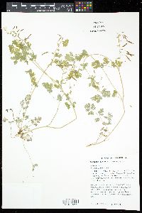 Corydalis micrantha image