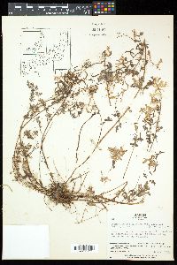 Image of Corydalis heterocarpa