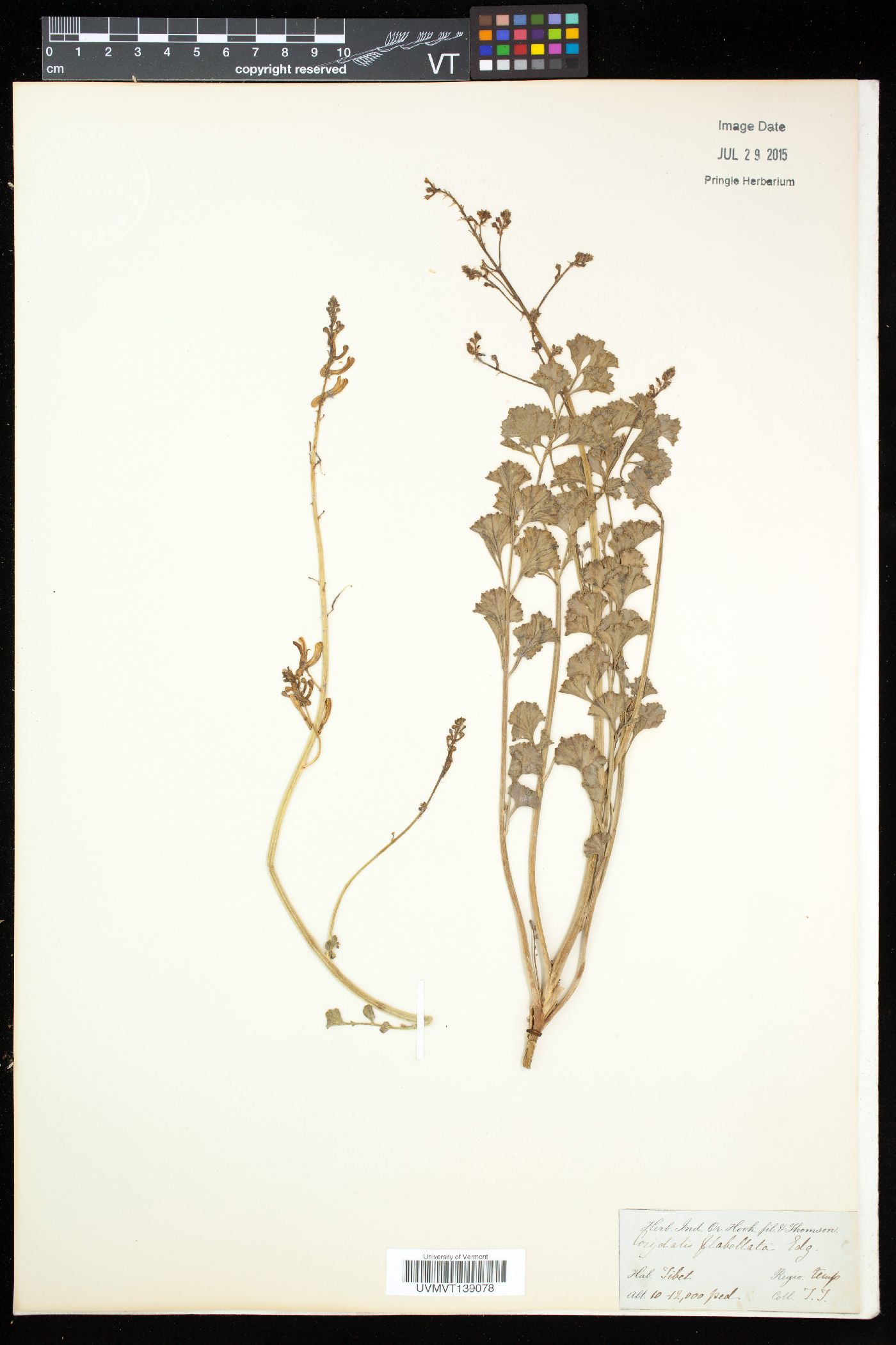 Corydalis flabellata image