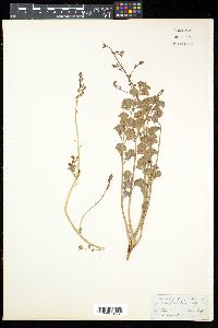 Corydalis flabellata image