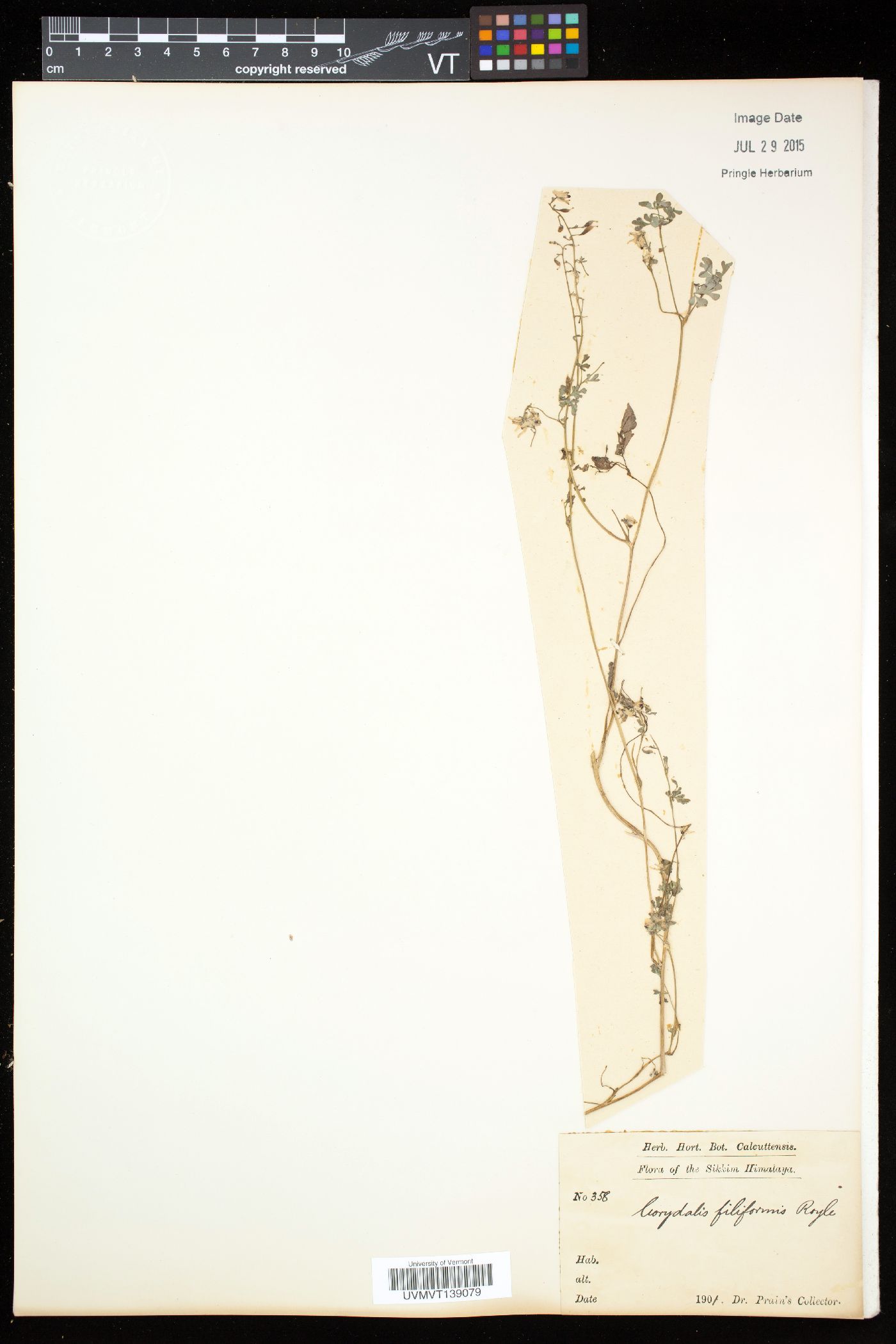 Corydalis filiformis image